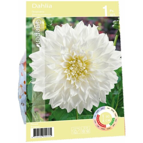 Корнеклубень Георгина Флерел Арт RKG 201 DAH 004 STD Польша