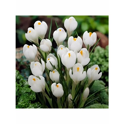 Крокус крупноцветковый Жанна ДАрк 10 луковиц 650₽