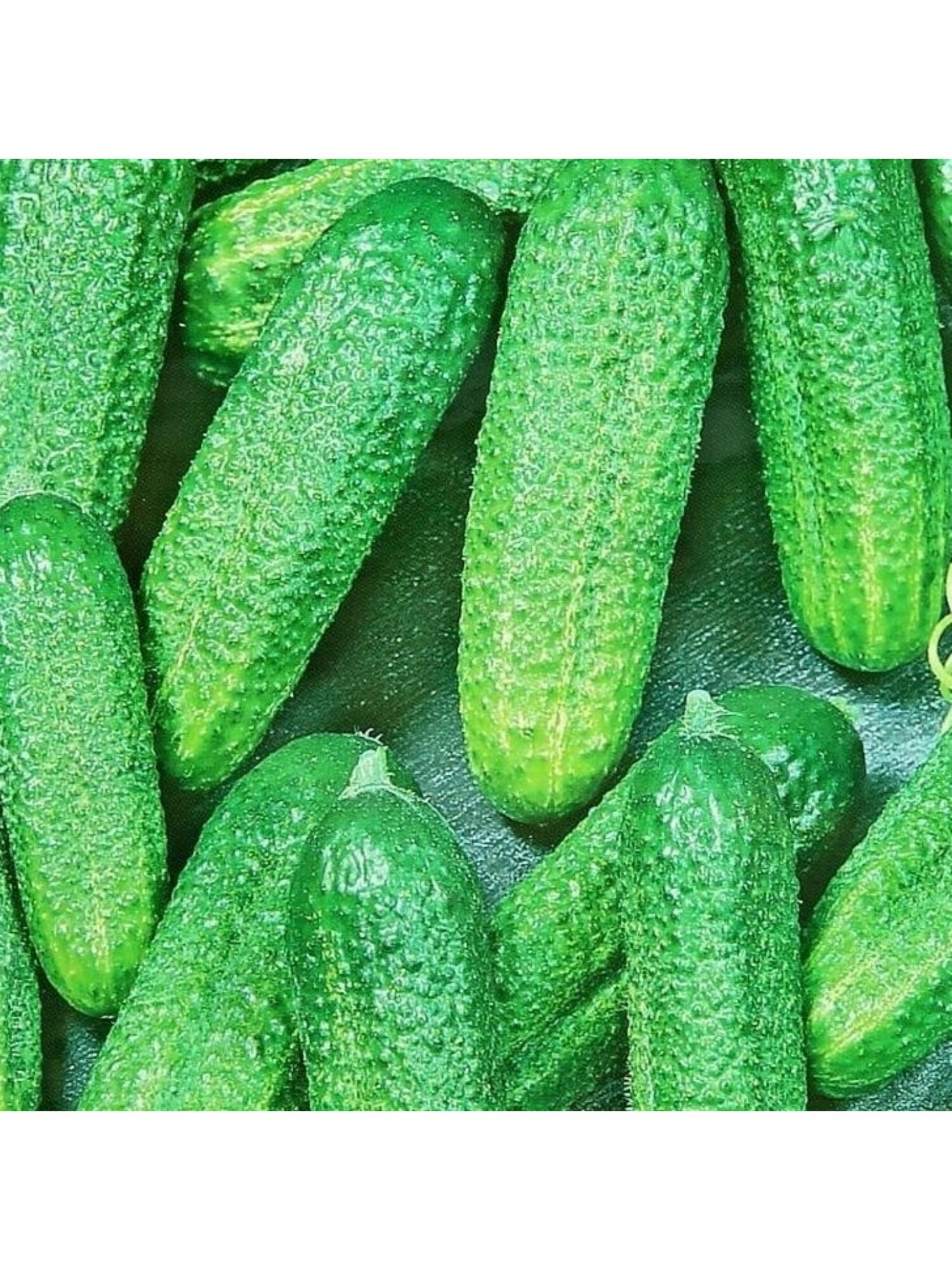 Семена Огурец Изящный