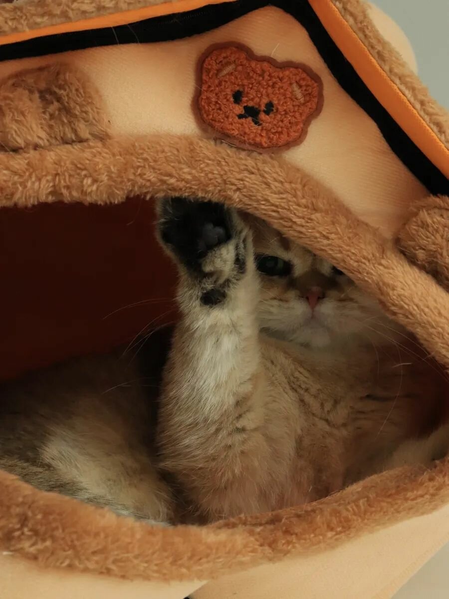 Картинки Домик для кошек и маленьких собак, мягкий, коричневый размер М