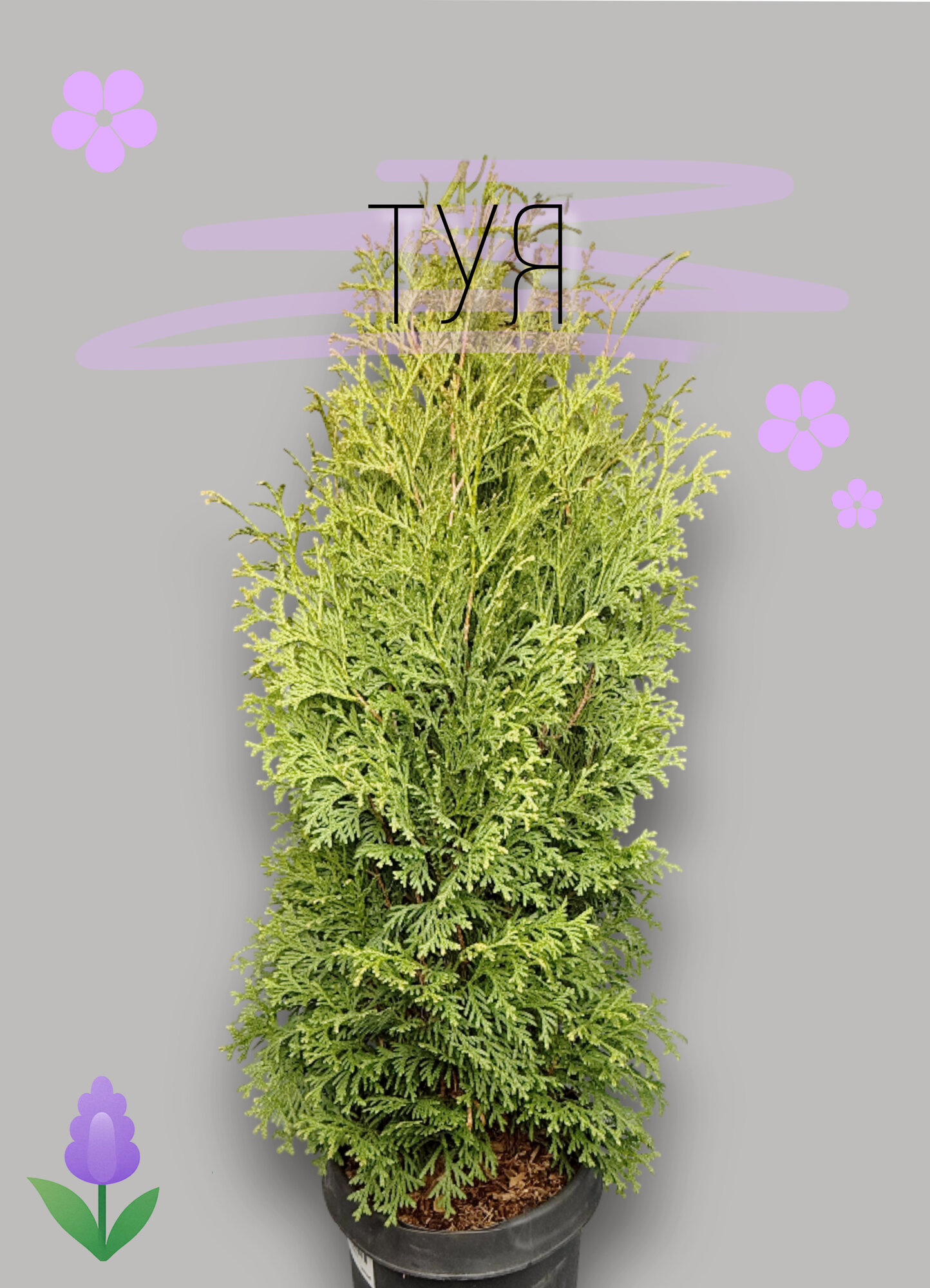 Туя (Thuja) 19см