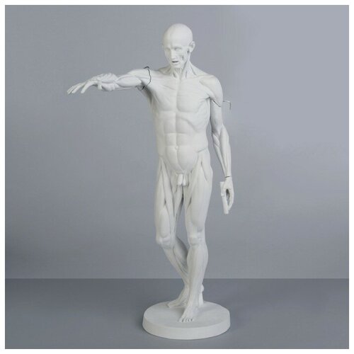 Мастерская Экорше Гипсовая фигура анатомическая: Гудон, 73.5 см