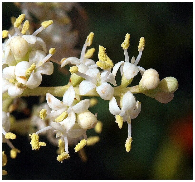 Бирючина блестящая - Лигуструм светлый (лат. Ligustrum lucidum) семена 25шт + подарочек