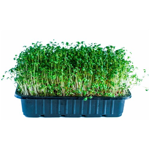 Семена микрозелени Кресс-салат - 100 г