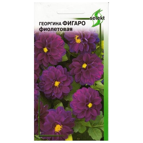 Георгина Фигаро, фиолетовая, 8 семян георгина махровая фиолетовая фигаро