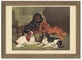 Картина 30х21 в раме, "Английские тойспаниели" из книги собак 1881 г.