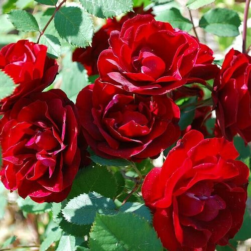 Роза канадская парковая Хоуп фо Хьюманити роза крейзи фо ю викс