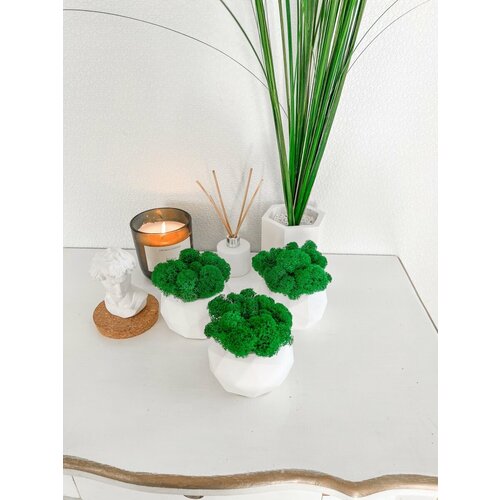 Кашпо и мох стабилизированный 1010₽