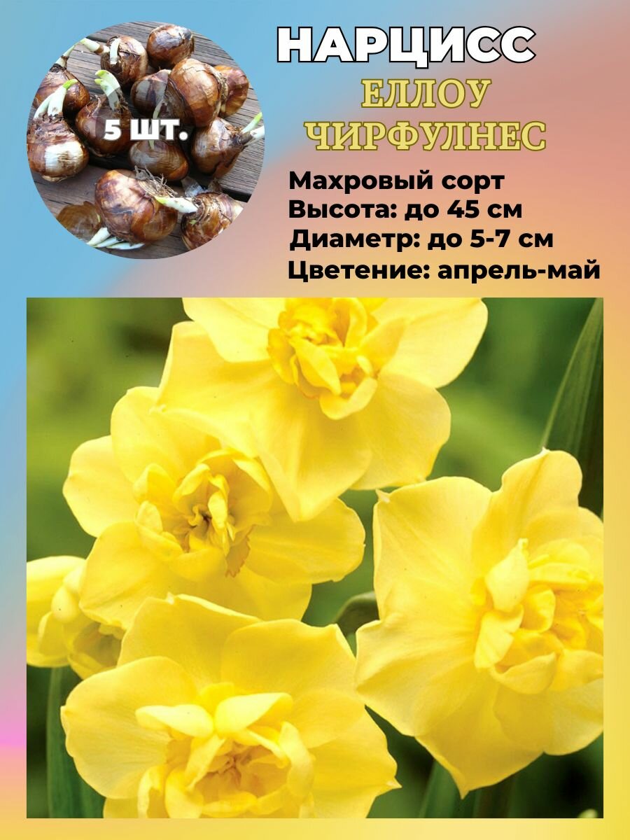 Нарцисс махровый луковицы 5 штук