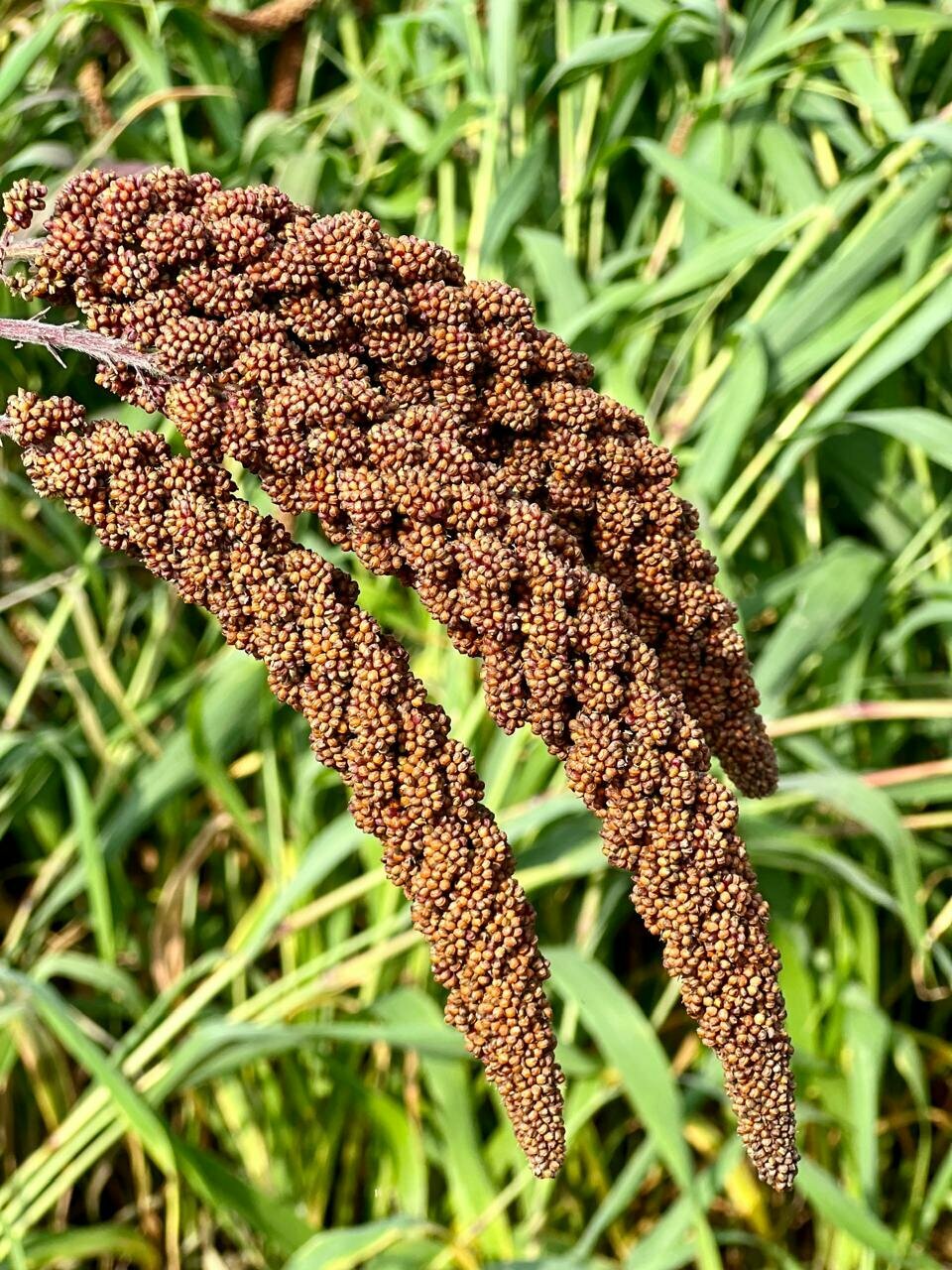 Чумиза для попугаев-лакомства для птиц и грызунов 200 гр 10-12 колосков