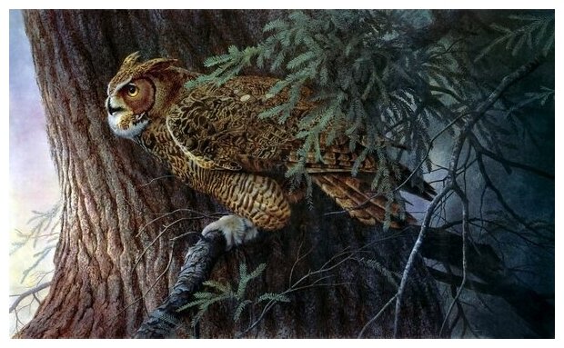 Постер на холсте Сова (Owl) №3 50см. x 30см.