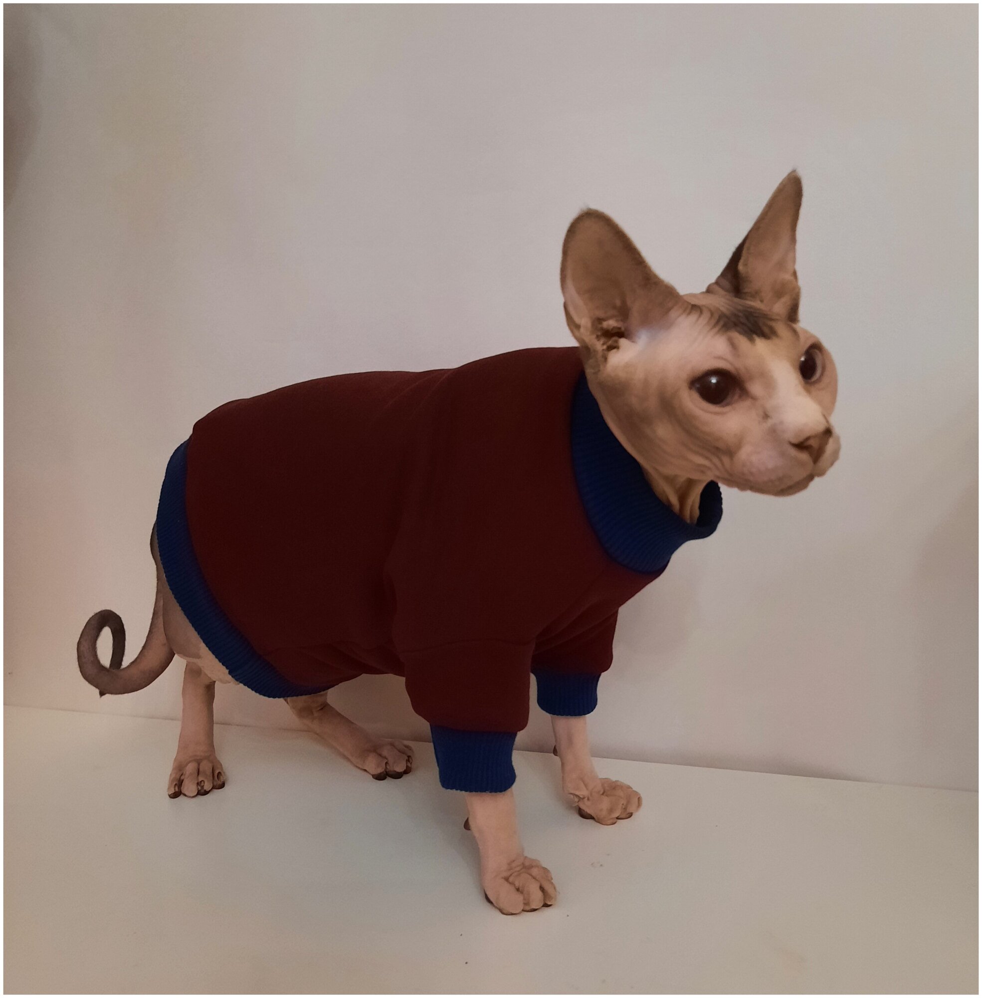 Толстовка для кошек, размер 35 (длина спины 35см), цвет портвейн/свитшот для кошек/для сфинксов/сфинкс/одежда для кошек - фотография № 1