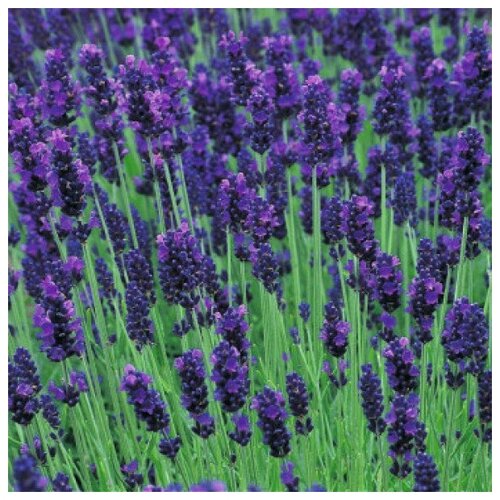 Саженец Лаванда узколистная Гроссо