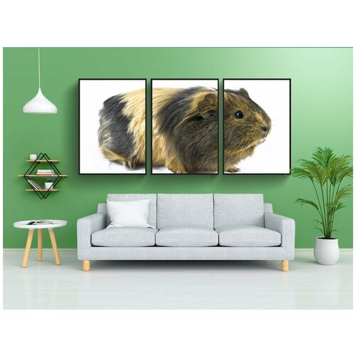 фото Набор модулных постеров для интерьера "морская свинка, животное, любимый" 60x90 см. в тубусе, без рамки lotsprints