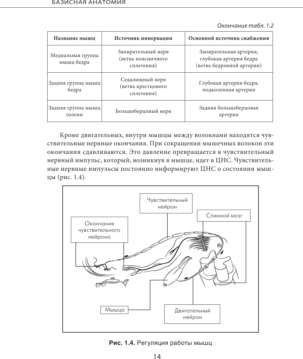 МИОФАСЦИАЛЬНЫЙ РЕЛИЗ. Эффективные методики растяжения мышц и фасций для предупреждения травм и избавления от хронических болей - фото №16