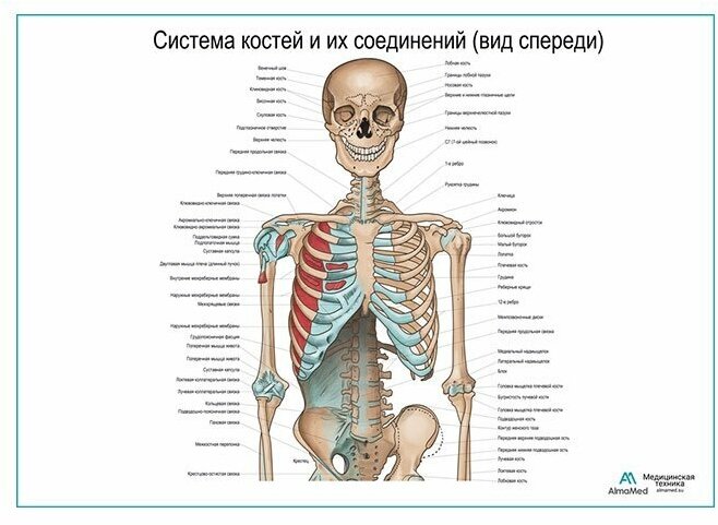 Система костей и их соединения (без нижних конечностей), плакат, глянцевая фотобумага от 200 г/кв. м, размер A2+