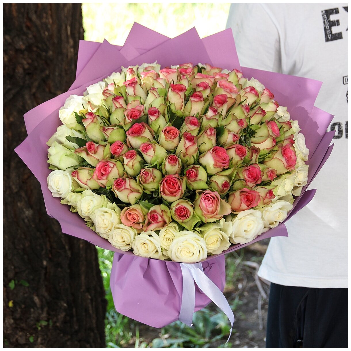 Цветы живые букет из 101 розово-белой розы в дизайнерской упаковке с атласной лентой "микс № 6"