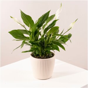 Комнатное растение спатифиллум в стильном кашпо, высота 40 см