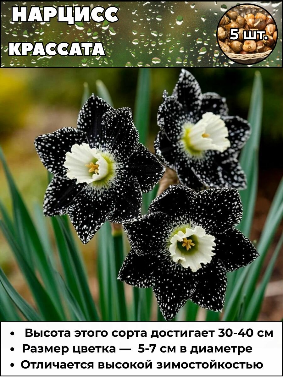 Нарцисс Крассата луковицы 5 штук