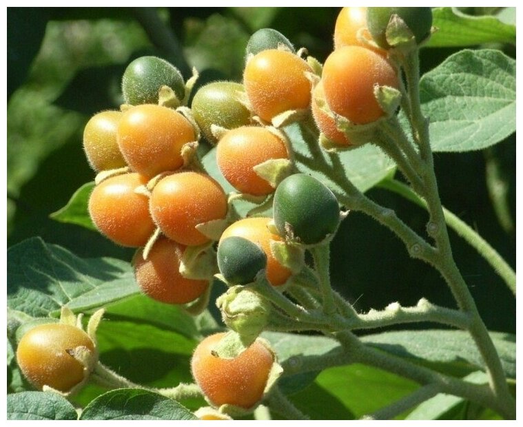 Семена Тамарилло Мини (Цифомандра абутилоновидная, Solanum abutiloides) 5шт.