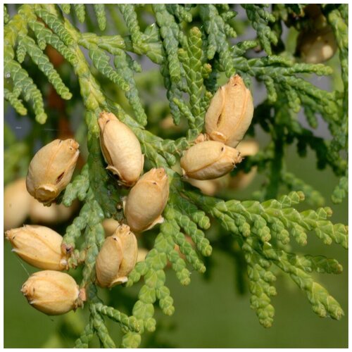 Семена Орешка Туя западная видовая 50 шт. семена орешка туя западная видовая 500 шт