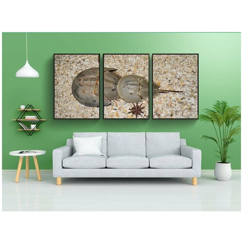 фото Набор модулных постеров для интерьера "подковообразный краб, молуккский краб, песок" 60x90 см. в тубусе, без рамки lotsprints