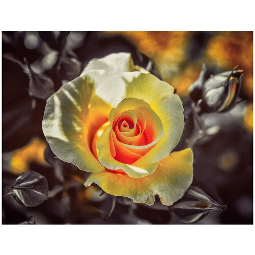 Алмазная мозаика Чайная роза, 15x20 см