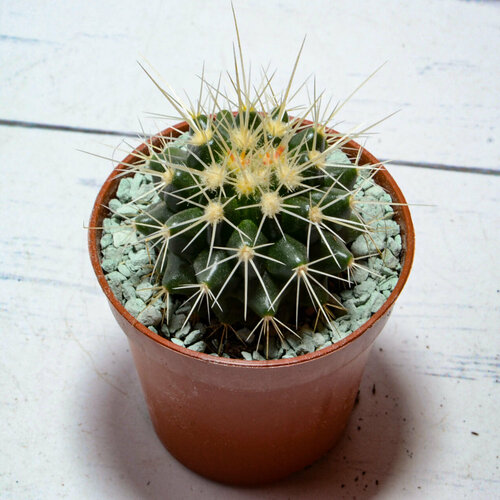 Echinocactus grusonii (Эхинокактус) Диаметр горшка 5.5 см. Субстрат Succuterra Classic и фирменный горшочек в комплекте.