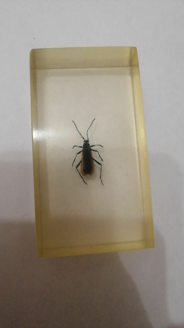 Насекомое Жук скакун