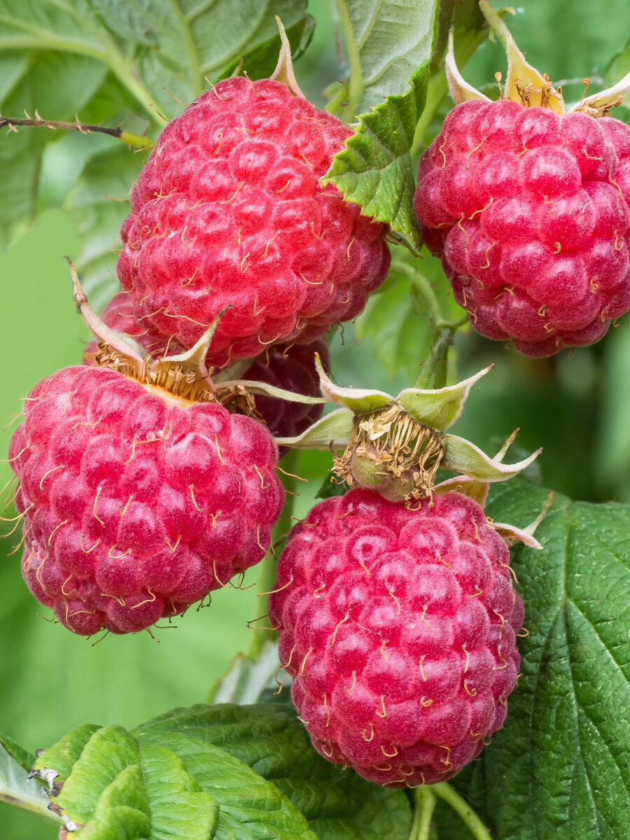 Малина крупноплодная Память Шеину 2 шт   раннеспелый  морозостойкий сорт