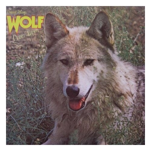 Старый винил, Deram, DARRYL WAY'S WOLF - Canis Lupus (LP , Used) старый винил deram darryl way s wolf canis lupus lp used