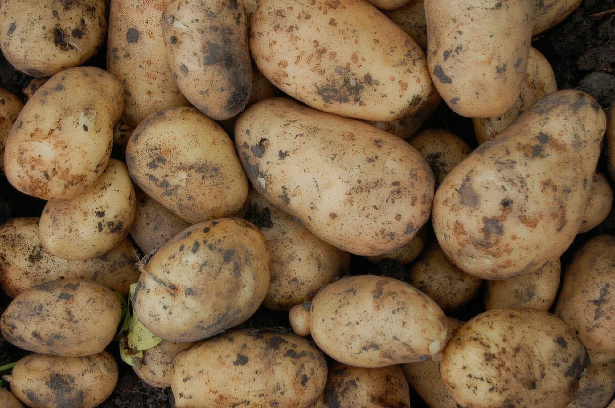 Картофель Коломбо, 2 кг, семенной, раннего созревания, устойчив к жаре и засухе; клубни не развариваются, имеют отличные вкусовые качества