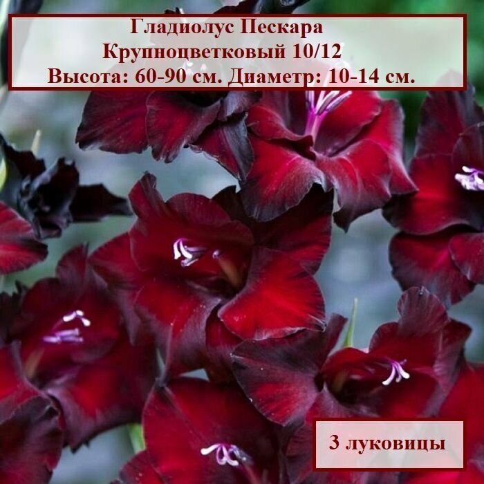 Гладиолус Пескара (3 луковицы) - фотография № 1