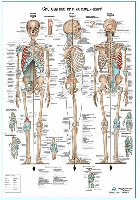 Система костей и их соединений (скелет человека), плакат, глянцевая фотобумага от 200 г/кв. м, размер A2+