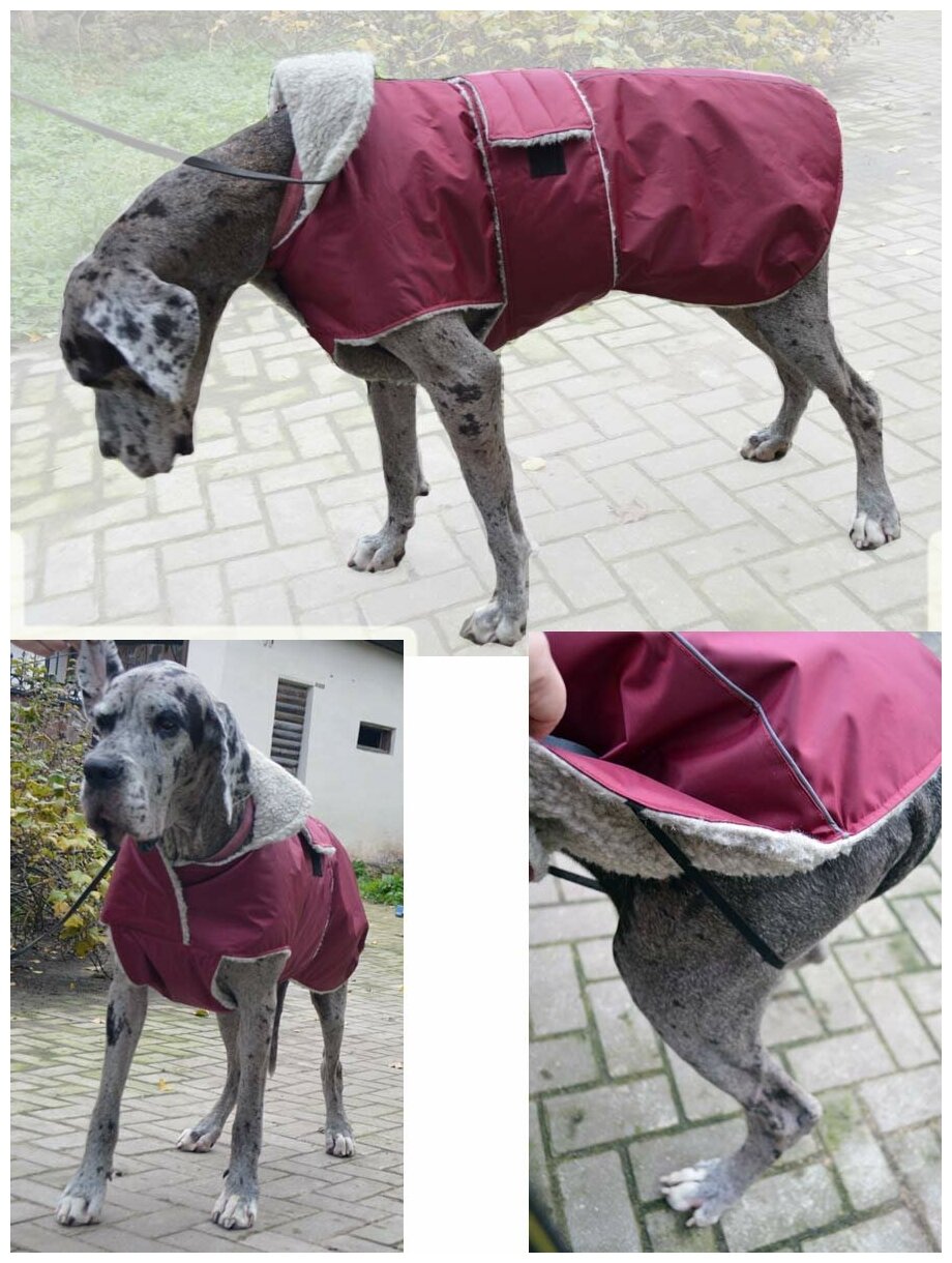 Попона зимняя одежда для собак на меху бордовая 70 - фотография № 1