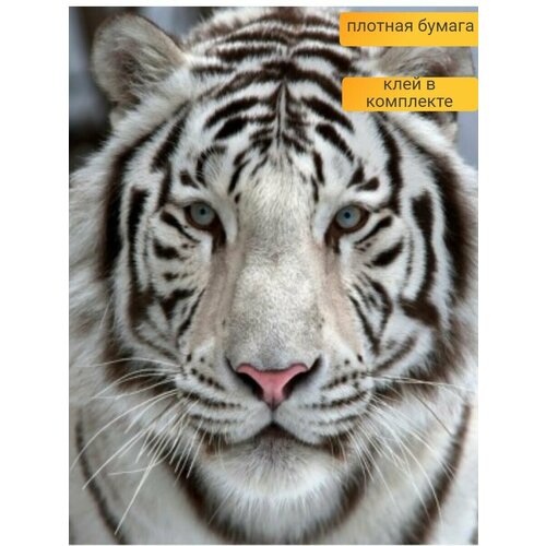 Фотообои Симфония Бенгальский тигр 139.8х139.8 см. фотообои симфония амурский тигр v 003