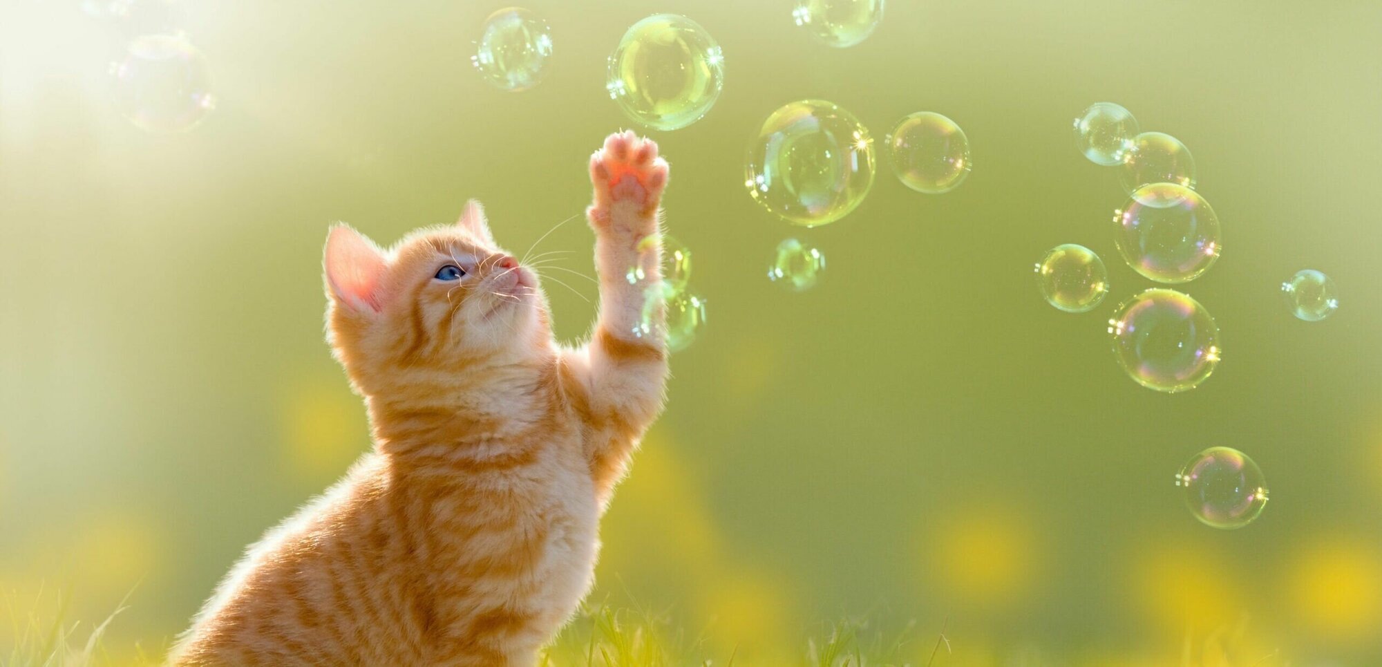 Мыльные пузыри "Зверячий восторг" с запахом мяты 95 мл/Пузыри для кошек и собак/Детские игры с животными/ - фотография № 2