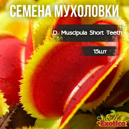 Семена Венериной Мухоловки Короткозубая Dionaea Muscipula Short Teeth 15шт 849₽