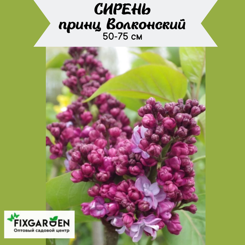 Сирень Принц Волконский ЗКС 4-х летние саженцы сирень обыкновенная мулатка syringa vulgaris саженец 20 30 см 2 года 3л закрытая зкс