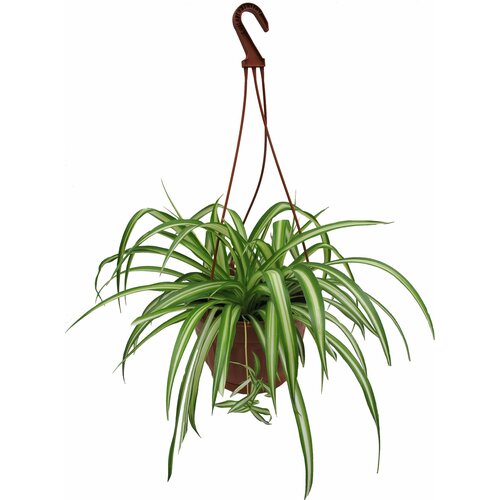Растение Хлорофитум 30 см D21 см в ассортименте