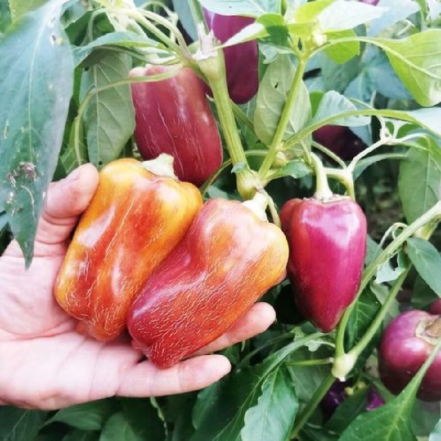 Семена Deodar SEEDS COMPANY Перец сладкий Германская виолончель 10 шт.