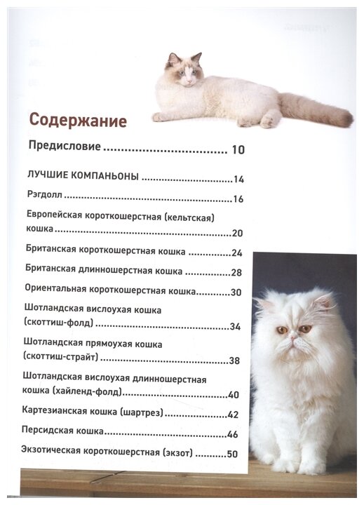Все породы кошек. Большая иллюстрированная энциклопедия - фото №3