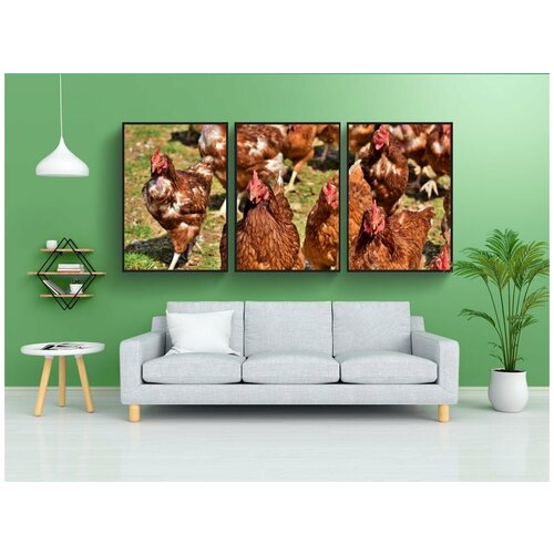 фото Набор модулных постеров для интерьера "курица, домашняя птица, оковалок" 60x90 см. в тубусе, без рамки lotsprints