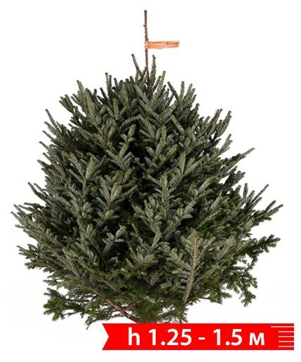Живая елка срезанная. Пихта Фразера 125 — 15 м