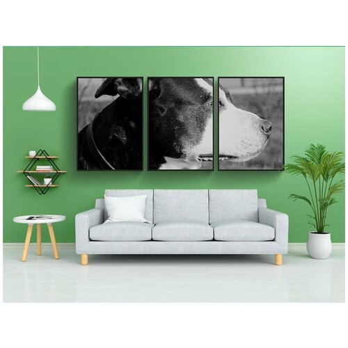 фото Набор модулных постеров для интерьера "питбуль, собака, американский стаффордширский терьер" 60x90 см. в тубусе, без рамки lotsprints