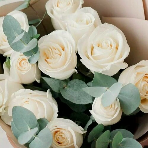 Изображение товара Нежный монобукет из 11 белых роз с веточками ароматного эвкалипта.