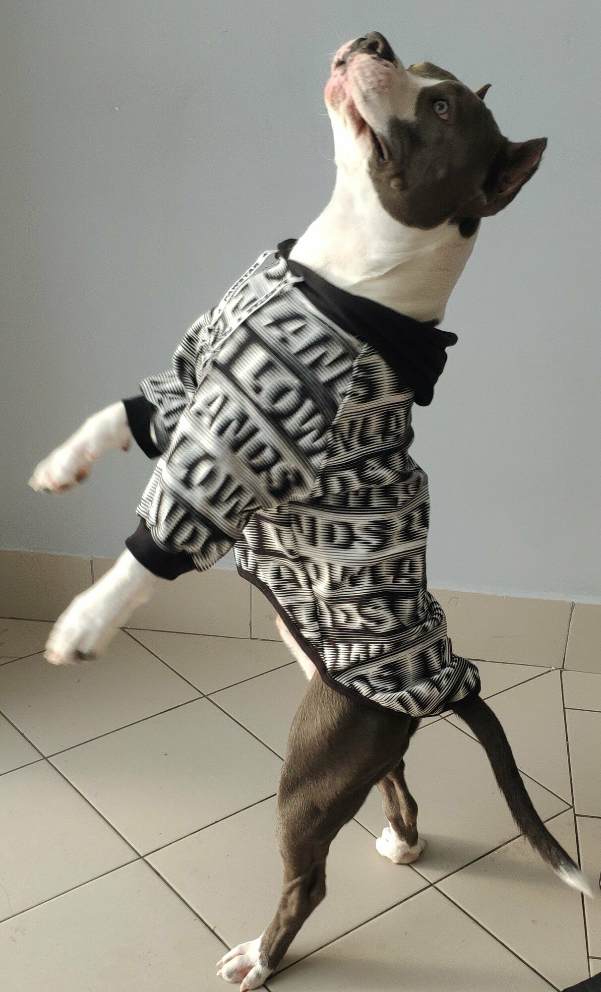 Одежда для собак крупных пород/ Толстовка для собак Черная с капюшоном 7XL Family Pet - фотография № 7