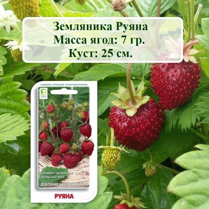 Семена фруктов и ягод Земляника Руяна (100 шт. семян)