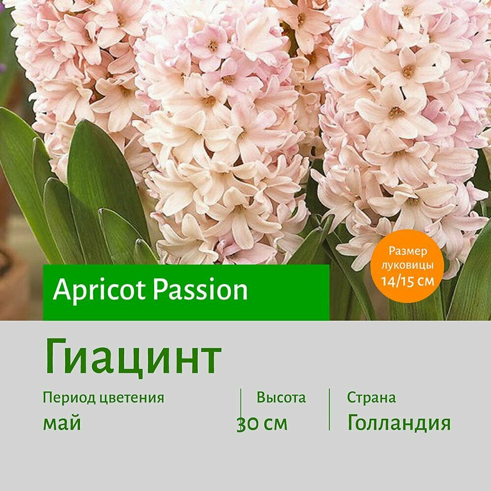 Гиацинт Априкот Пэшн (Apricot Passion) луковицы 1 шт сотка