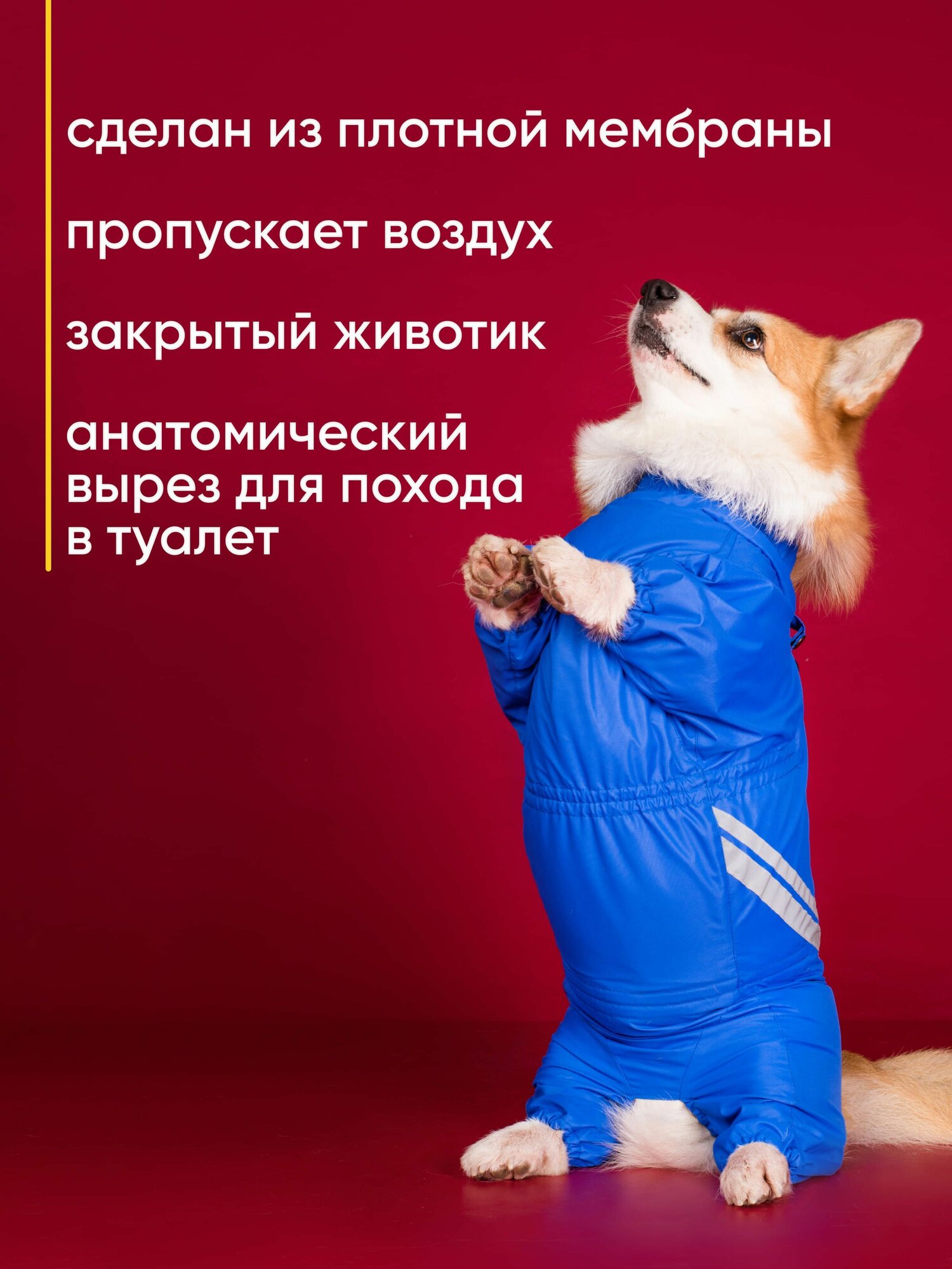 Водоотталкивающий комбинезон DiploDog для Корги (девочка), Одежда для Корги (девочка) — фото 1